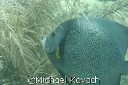 Angel fish on inside reef at Lauderdale by the Sea by Michael Kovach 